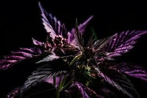 Purple cannabis leaf on a dark background. Neural network AI generated photo