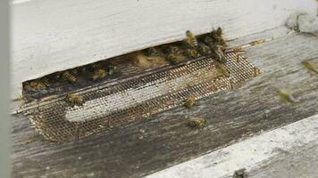 Close-up of honey bees entering and leaving the hive. video