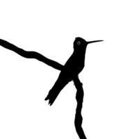 Perched Hummingbird Silhouette, can use Art Illustration, Website, Logo Gram, Pictogram or Graphic Design Element. Vector Illustration