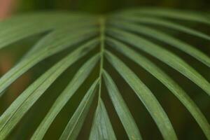 Close up green palm leaves. Selective focus photo