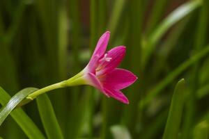 Zephyranthes lily or pink rain lily or rosy rain lily on green background photo