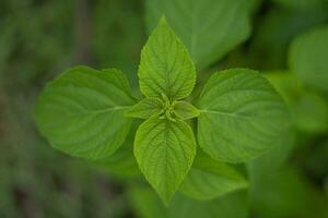 Top view of a fresh spearmint plant photo