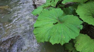 Large-leaved plant, by the stream. Slow motion. video