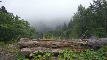 un ver de el bosque desde arriba. video