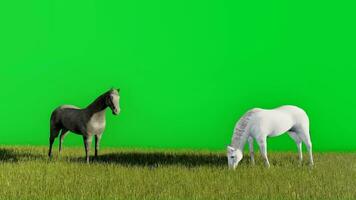 3d vídeo animación de dos negro y blanco caballos comiendo césped con un verde pantalla antecedentes video