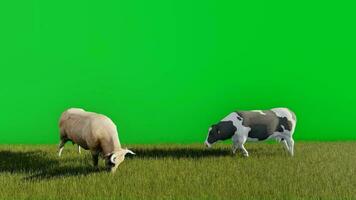 3d video animation of two cows eating grass with a green screen background