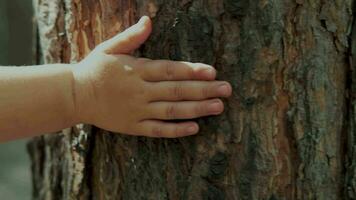 de kind hand- loopt langs de romp van een boom.aarde dag, opslaan planeet, opslaan de wereld, liefde natuur. video