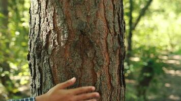 le enfant main court le long de le tronc de une arbre.terre jour, enregistrer planète, enregistrer le monde, l'amour la nature. video