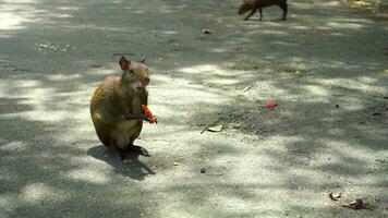 agouti is aan het eten in de park in Rio de janeiro, Brazilië. zonnig dag. handheld schot video