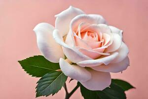 a single white rose is shown against a pink background. AI-Generated photo