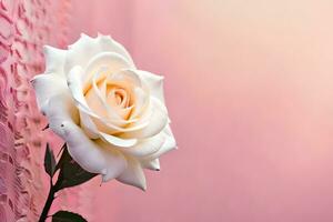 white rose on pink background. AI-Generated photo