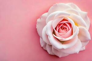 a single pink rose on a pink background. AI-Generated photo