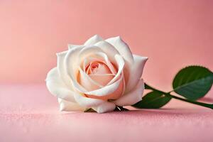 a single white rose on a pink background. AI-Generated photo