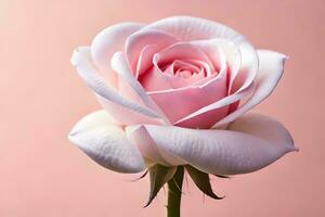 a single pink rose is shown against a pink background. AI-Generated photo