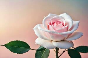 a single pink rose is shown against a pink background. AI-Generated photo