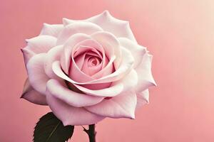 a single rose is shown against a pink background. AI-Generated photo