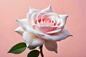 a single white rose on a pink background. AI-Generated photo