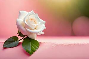 white rose on pink background. AI-Generated photo