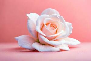 a single white rose on a pink background. AI-Generated photo