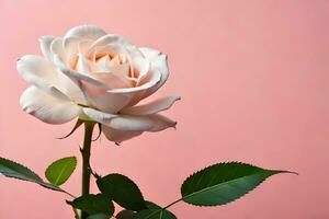 white rose on pink background. AI-Generated photo