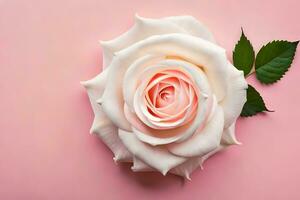 a single rose on a pink background. AI-Generated photo