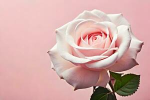 a single rose is shown against a pink background. AI-Generated photo