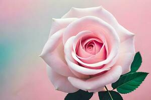 a single pink rose is shown against a blue background. AI-Generated photo