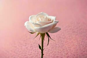 white rose on pink background. AI-Generated photo