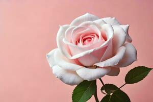 a single white rose is shown against a pink background. AI-Generated photo
