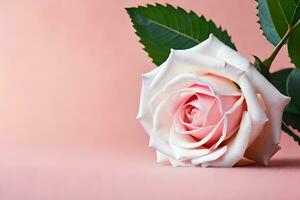 a single rose on a pink background. AI-Generated photo