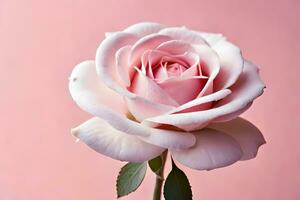 a single pink rose is shown against a pink background. AI-Generated photo