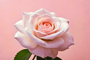 a single white rose is shown against a pink background. AI-Generated photo