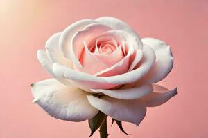 a single white rose is shown against a pink background. AI-Generated photo