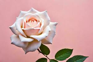 white rose on pink background. AI-Generated photo