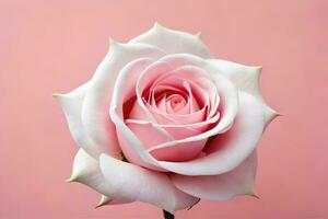 a single pink rose on a pink background. AI-Generated photo