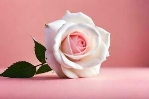 a single white rose on a pink background. AI-Generated photo