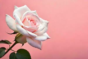 a single white rose is shown against a pink background. AI-Generated photo