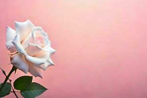 white rose on pink background. AI-Generated photo