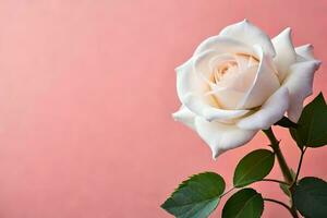 white rose on pink background. AI-Generated photo