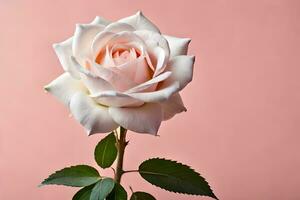 a single white rose is shown against a pink background. AI-Generated photo