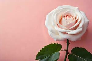 a single white rose on a pink background. AI-Generated photo