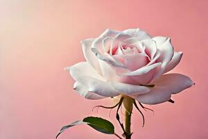 a single white rose is shown against a pink background. AI-Generated photo