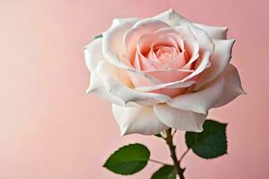 a single white rose is shown against a pink background. AI-Generated photo