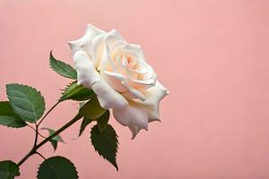 white rose on pink background. AI-Generated photo