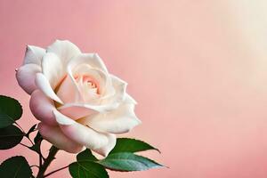 a single white rose is shown against a pink background. AI-Generated photo