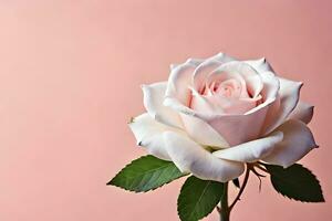 a single white rose is shown against a pink background. AI-Generated photo