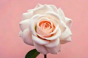 a single white rose on a pink background. AI-Generated photo