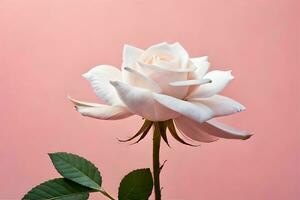 white rose on pink background. AI-Generated photo