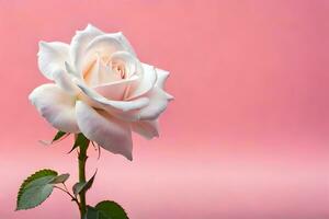 blanco Rosa en rosado antecedentes. generado por ai foto
