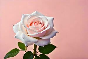 a single white rose on a pink background. AI-Generated photo